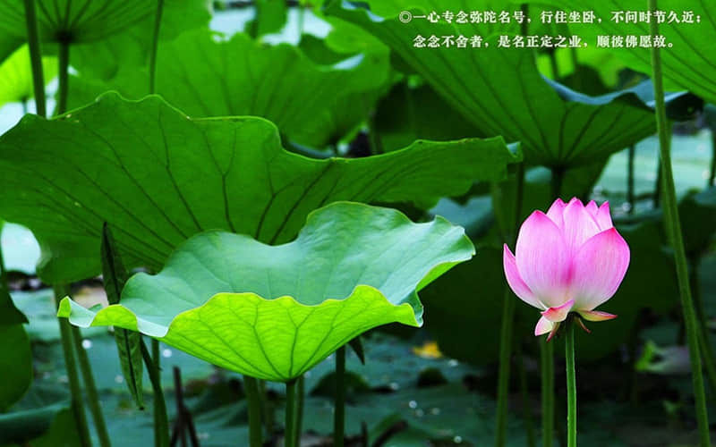 “想他了，这样撩，他要爱死你”